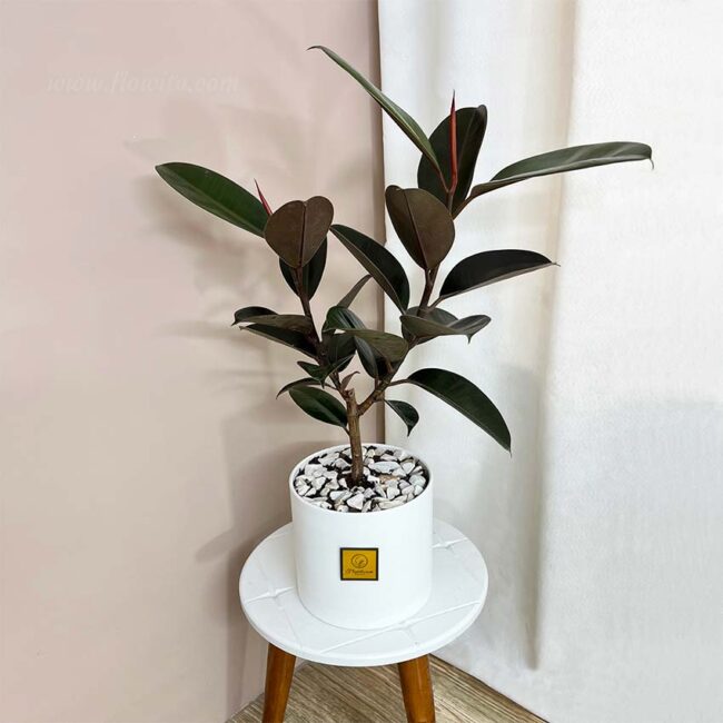 ficus elastika black