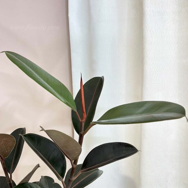 ficus elastika black g1