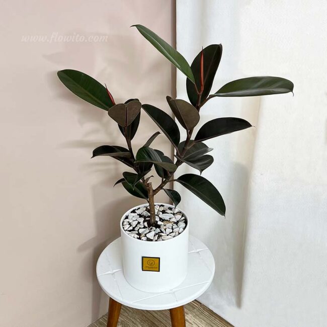 ficus elastika black new