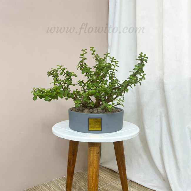 crassula