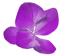 orchide-6 orchide 6
